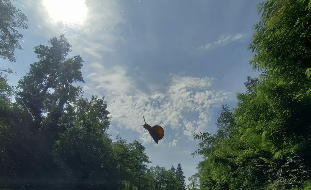 A butterfly rests on a car windshield with a forested landscape visible beyond