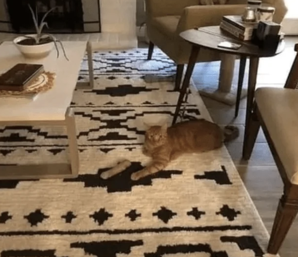 A cat is lying on a patterned rug in a cozy living room with a coffee table and two chairs. There are books and a plant on the table