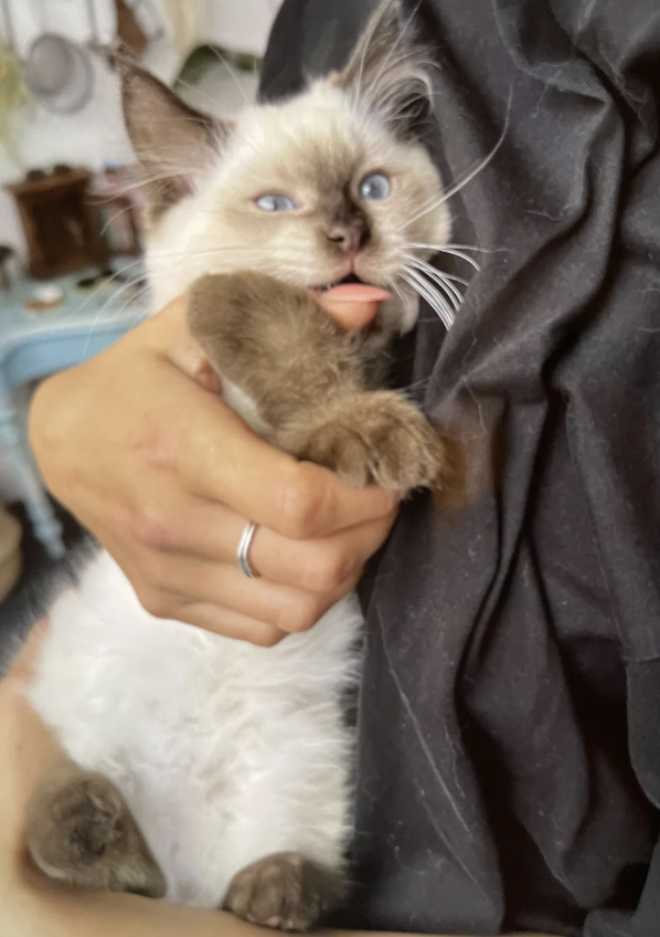 A person holds a fluffy, blue-eyed cat that is sticking its tongue out