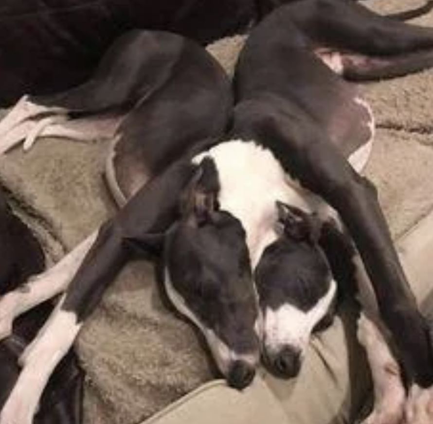 Two greyhounds are lying close together on a couch, with their heads touching and front legs crisscrossed over each other in a relaxed, affectionate pose
