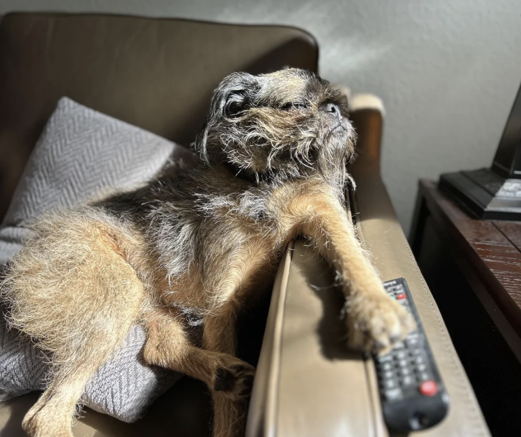 A small dog with shaggy fur lounges on a chair, resting its head and paw on the armrest. A remote control lies under its paw