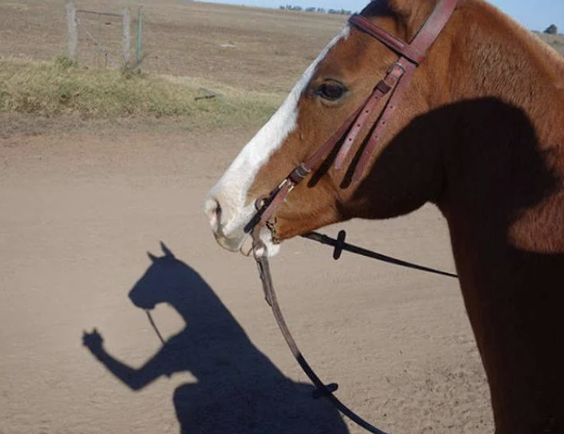 A horse standing with a shadow resembling a person waving. The shadow play creates an amusing effect