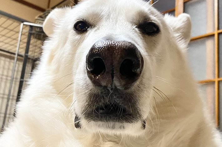 シロクマに見えるサン君 / riyaさんのXより