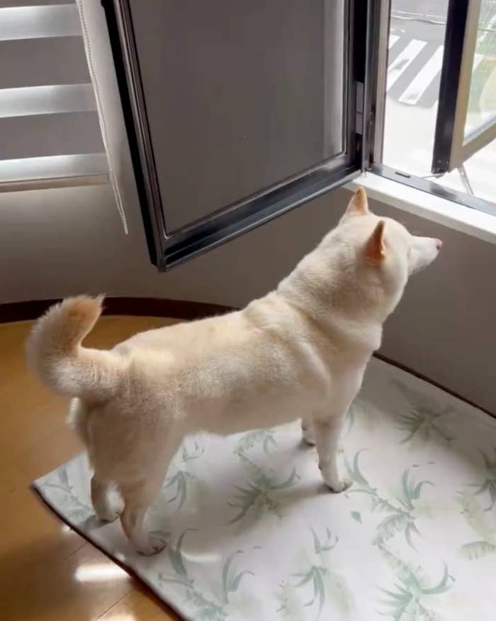 窓から外を見つめる柴犬のチョビちゃん