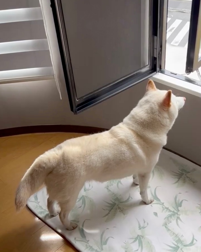 しっぽがだらんと下がってしまった柴犬のチョビちゃん