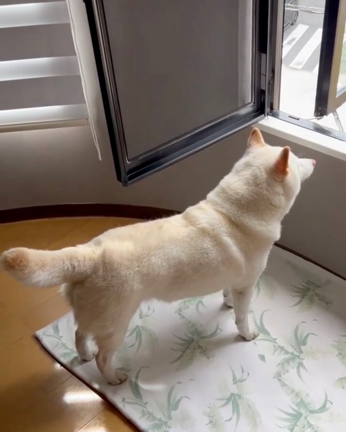 ピンと立っていたしっぽが下がり始める柴犬のチョビちゃん