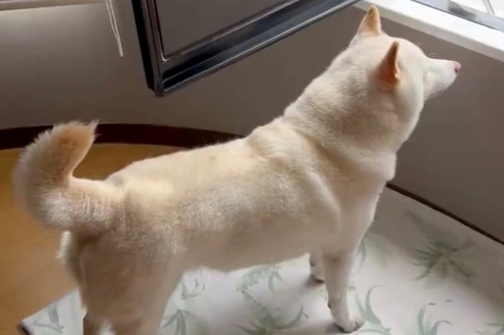 窓から外を眺めるチョビちゃん