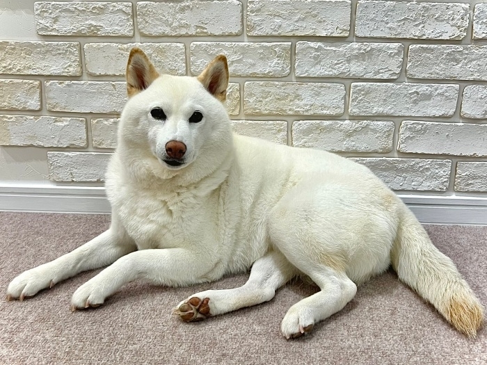 物言いたげな柴犬のチョビちゃん