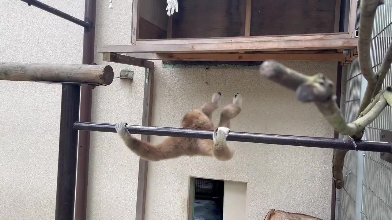 鉄棒で回ったコテツくん