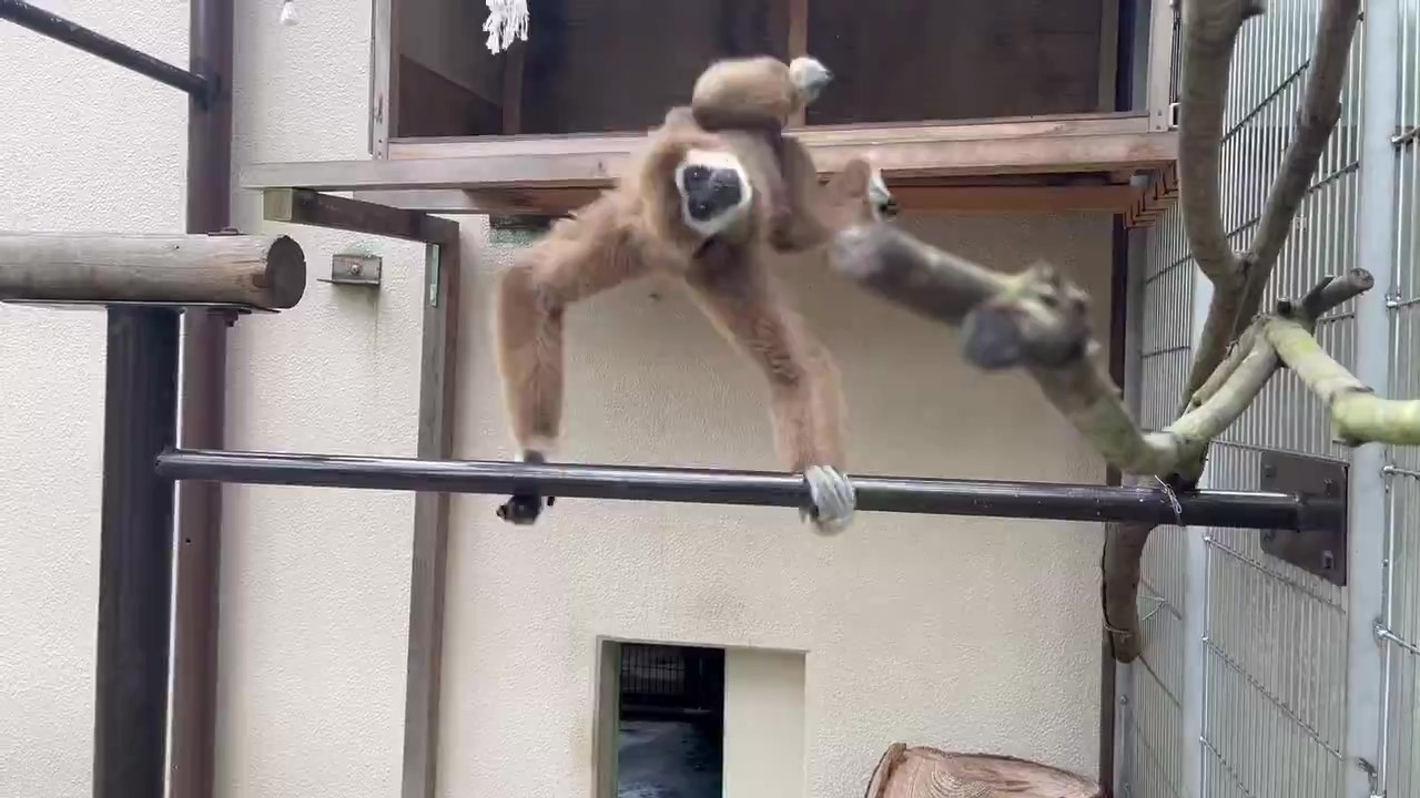 鉄棒で回りながらカメラ目線のシロテテナガザル・コテツくん