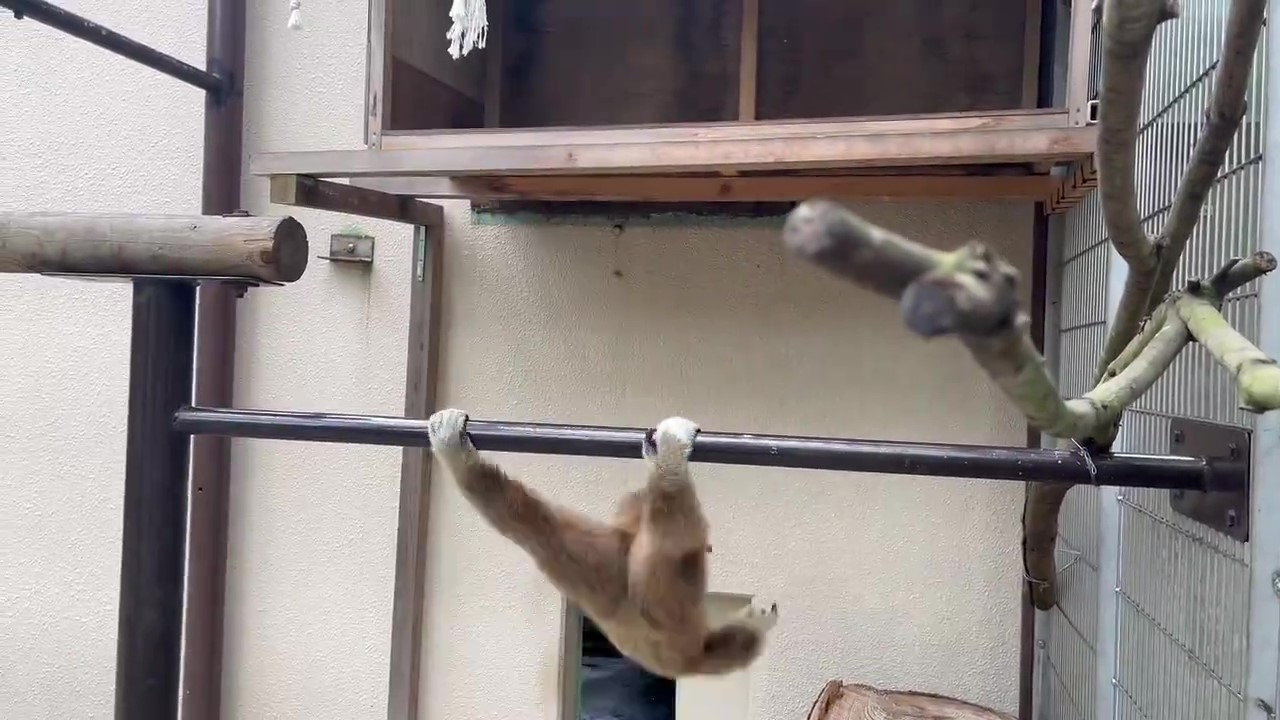 鉄棒でぐるぐる回るコテツくん