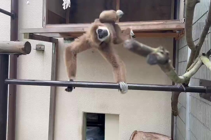 檻の中で遊んでいるサル。