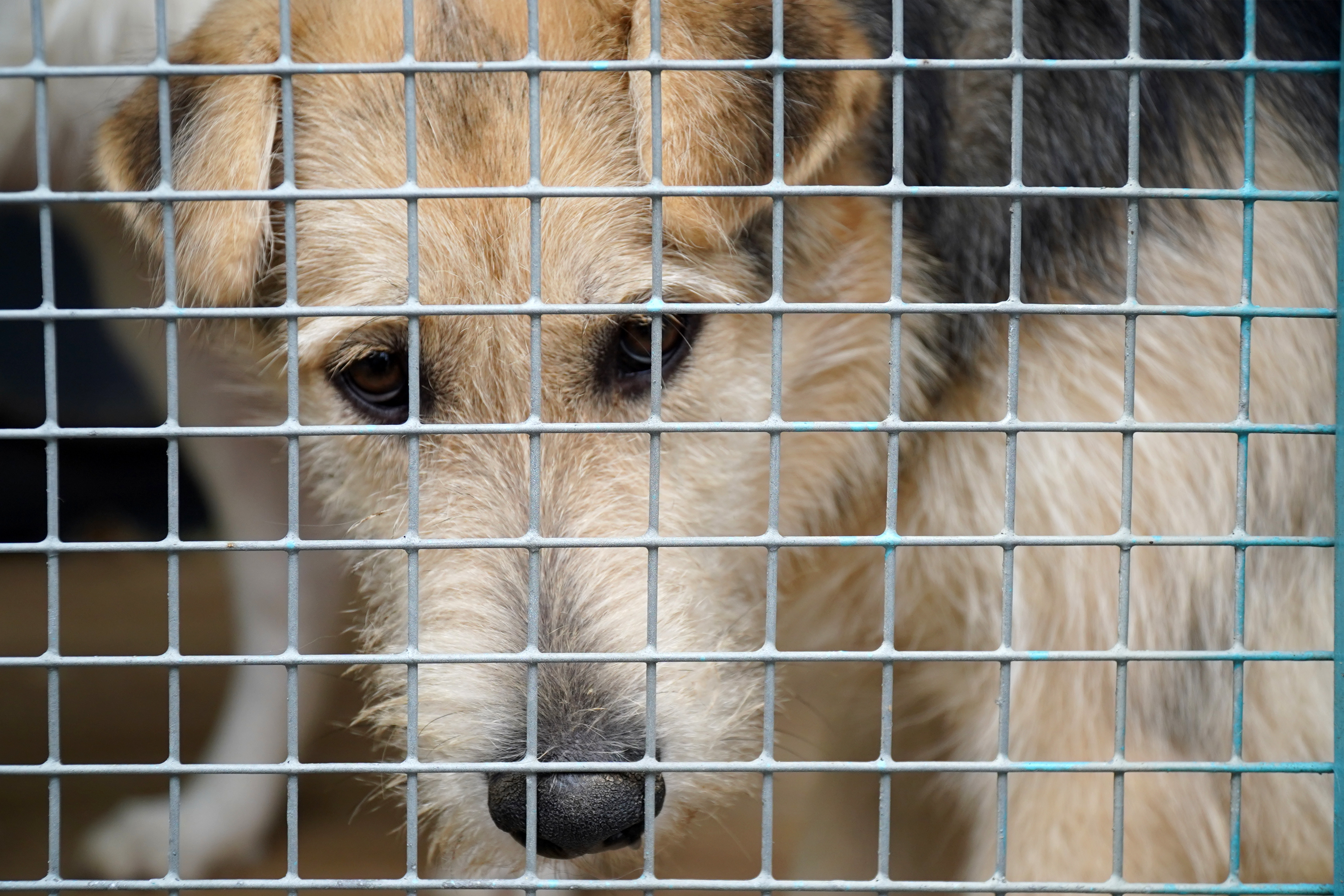 Sad-looking dog behind a metal cage