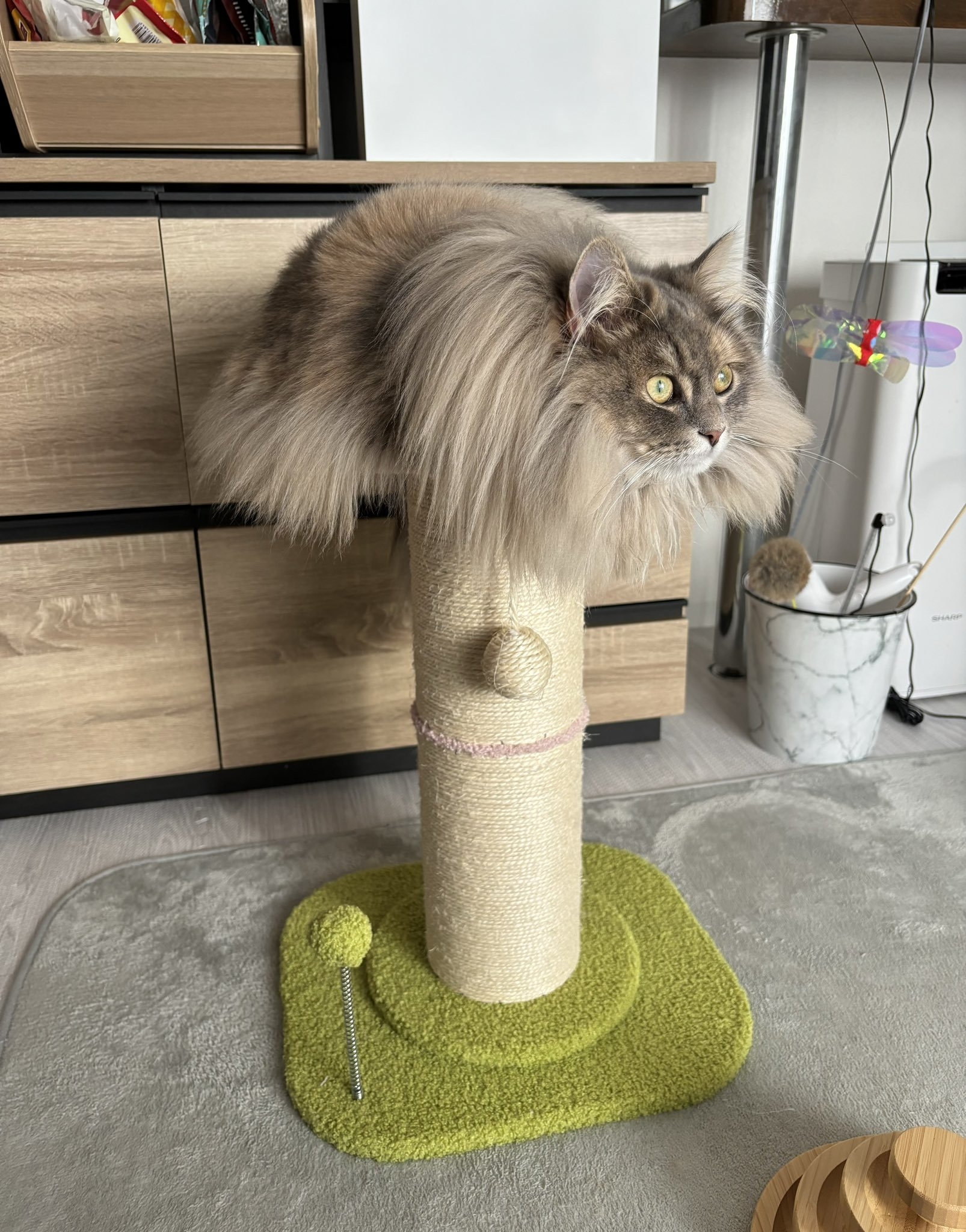 爪とぎの上でくつろぐとろたくちゃん / 飼い主さんのXより