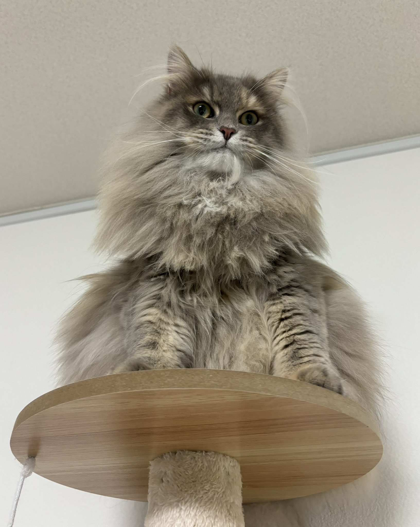 キャットタワーの上にいるとろたくちゃん / 飼い主さんのXより