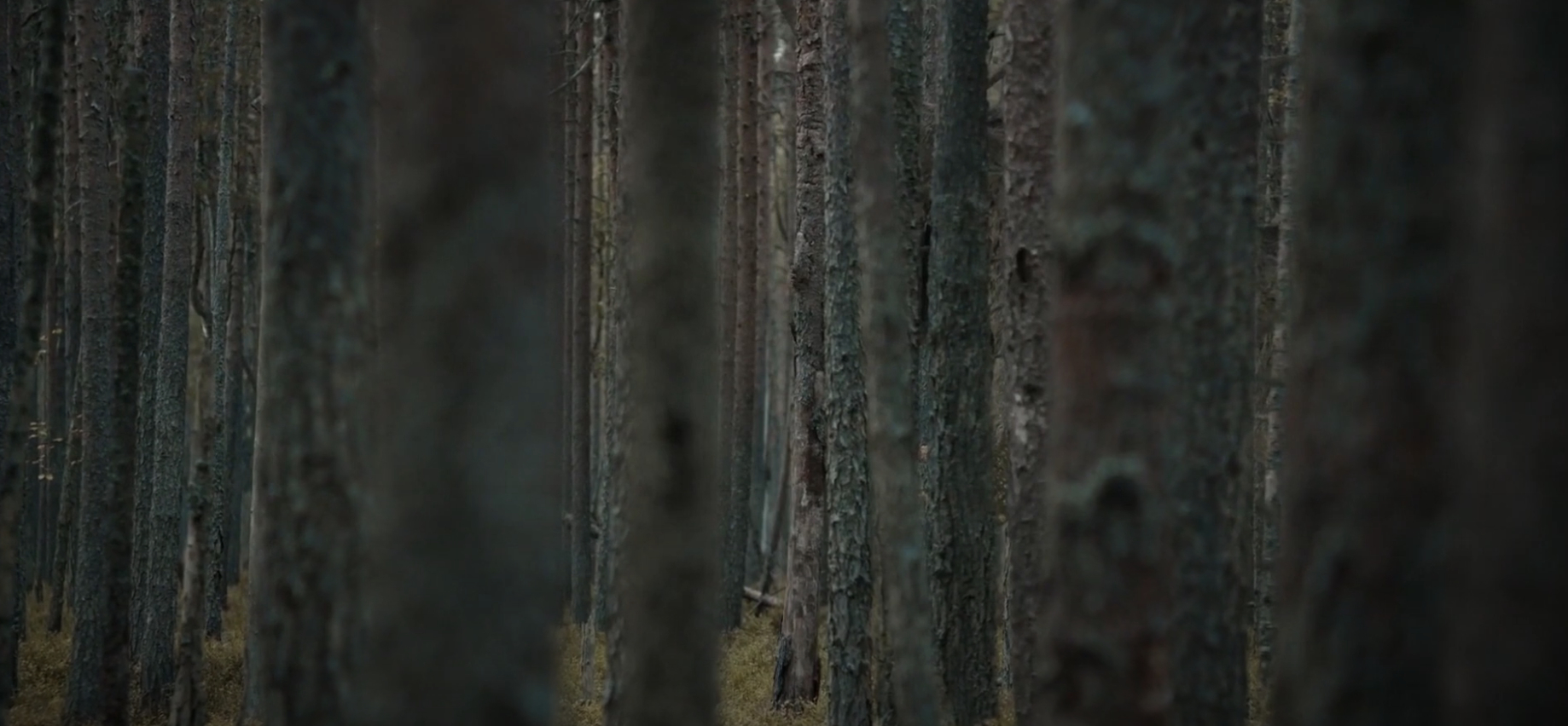 Dense forest with tall, slender tree trunks closely packed together