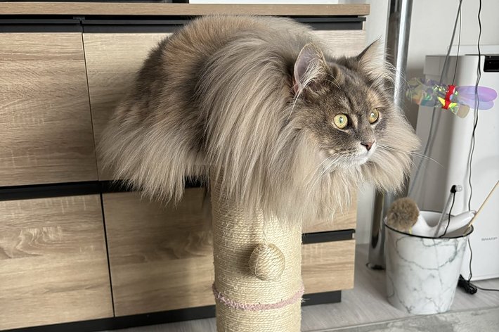 爪とぎの使い方が違うとろたくちゃん / 飼い主さんのXより