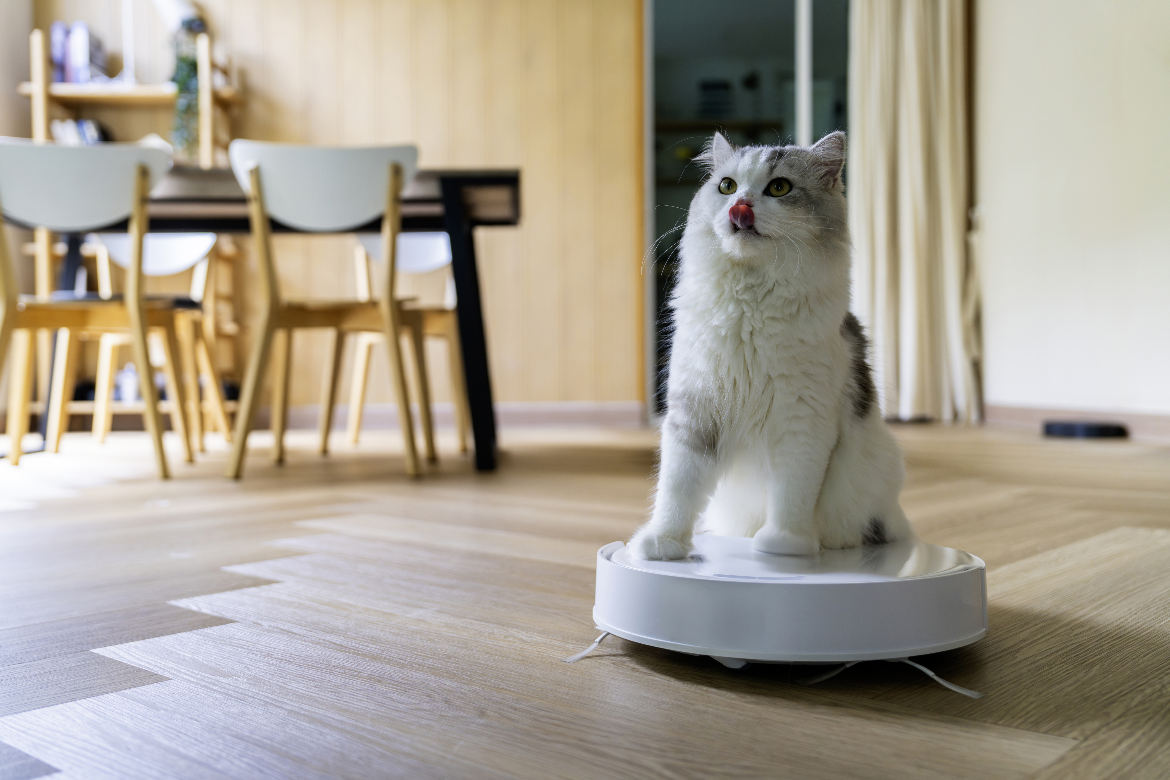 A fluffy cat sits on top of a robotic vacuum cleaner in a modern dining room, licking its lips