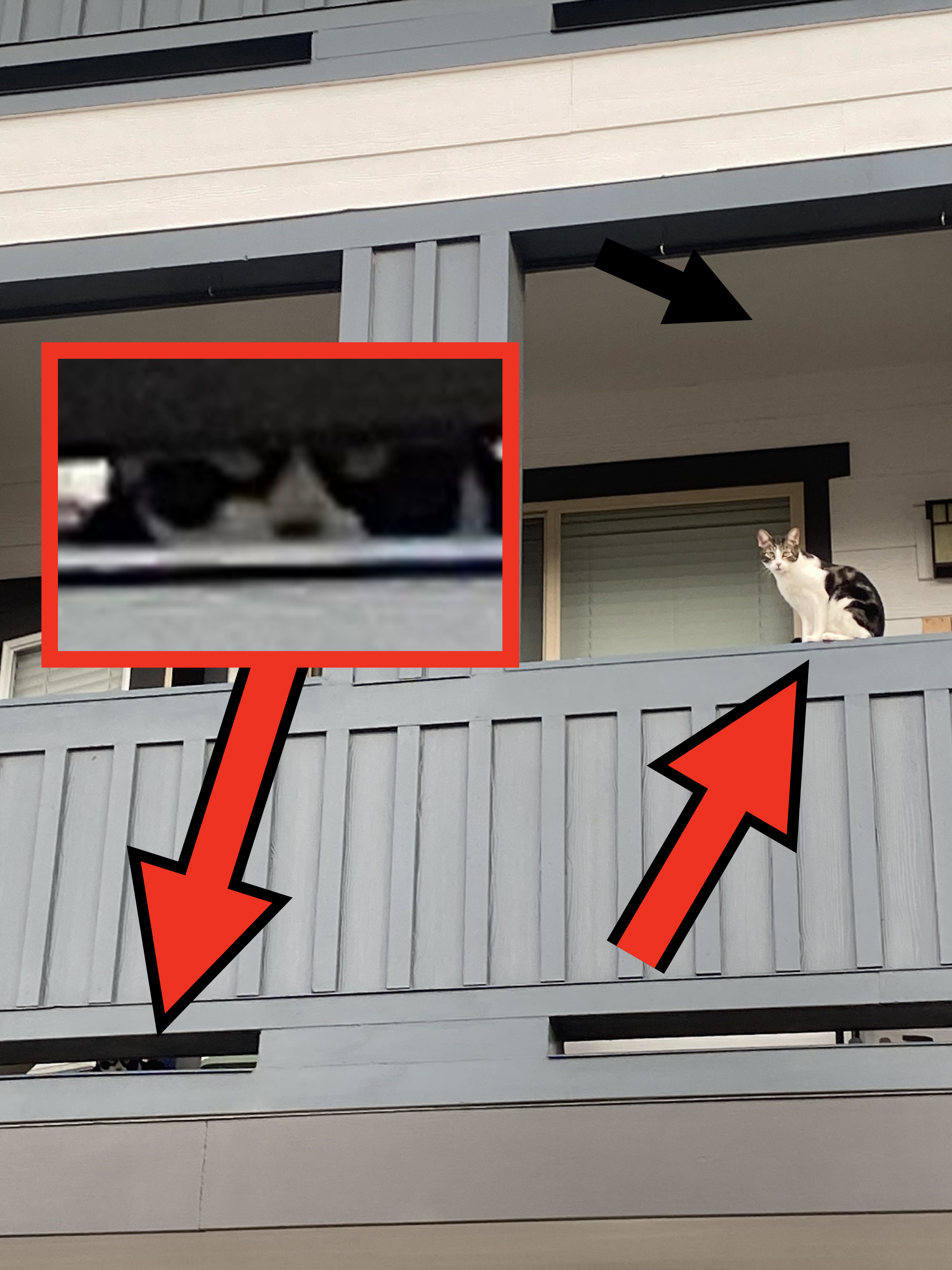 A cat sits on the railing of a balcony on an apartment building