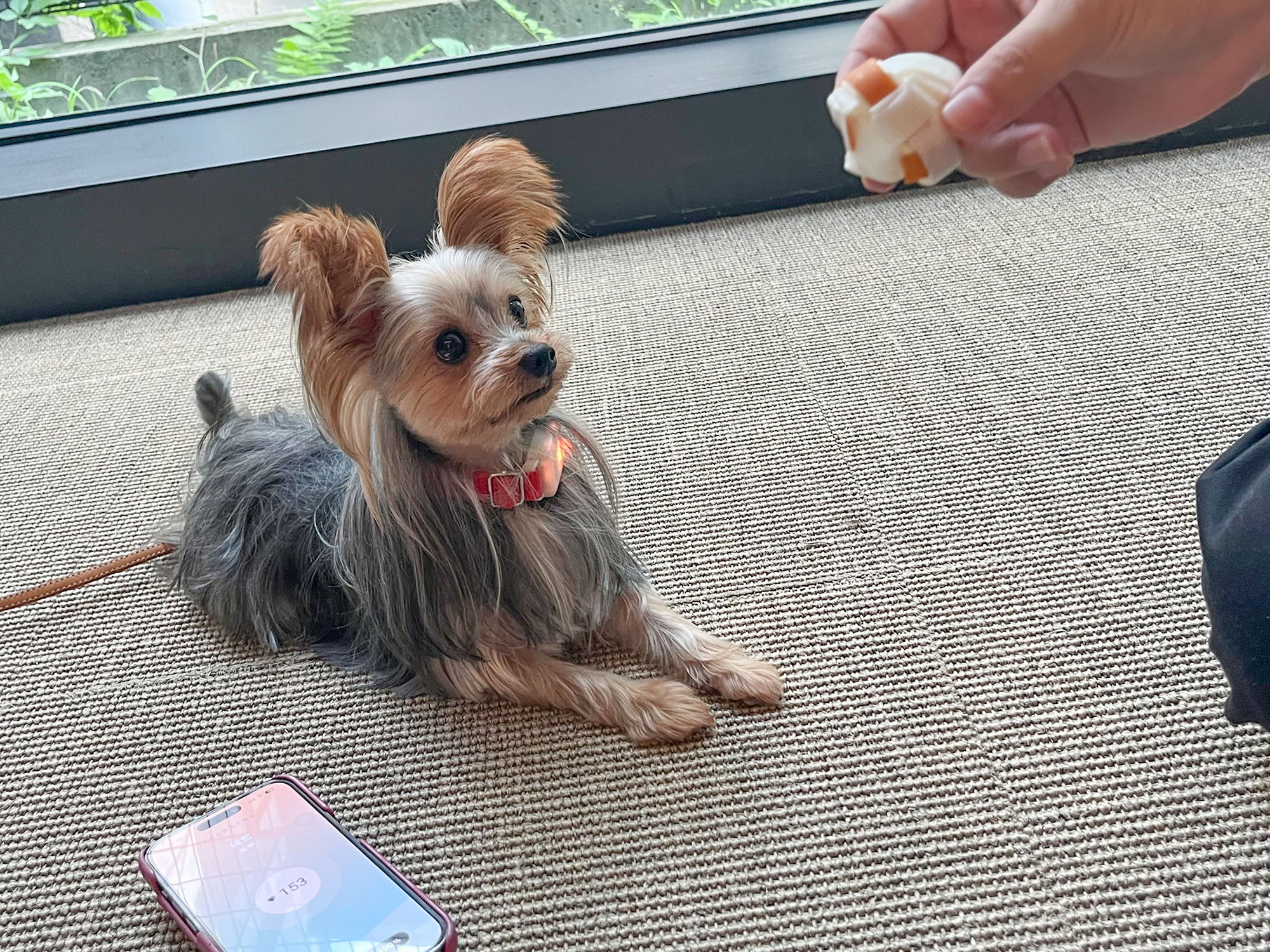 牛皮ガムに興味津々なソアラくん