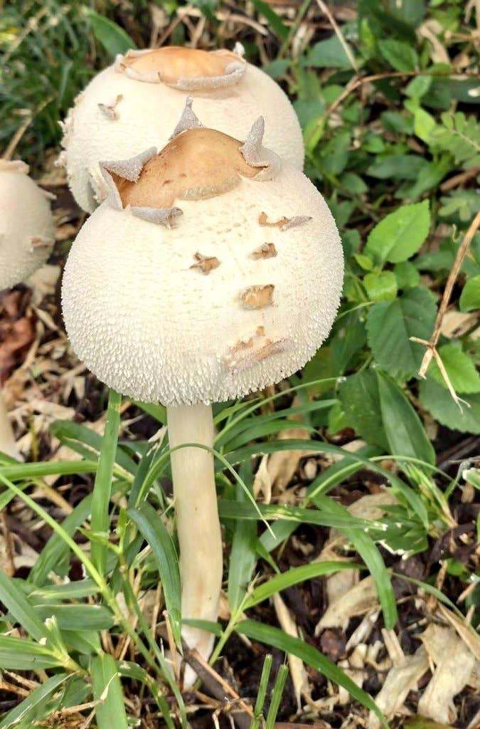 草むらの中に立つキノコ。