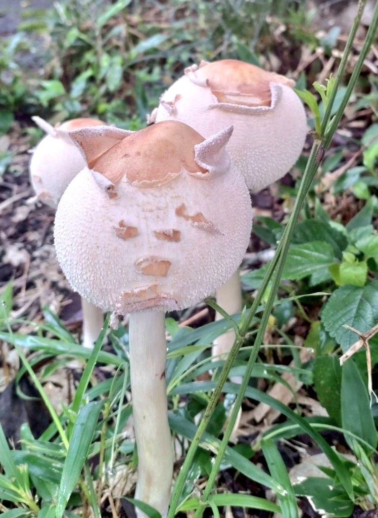 「完全にネコ」なキノコ