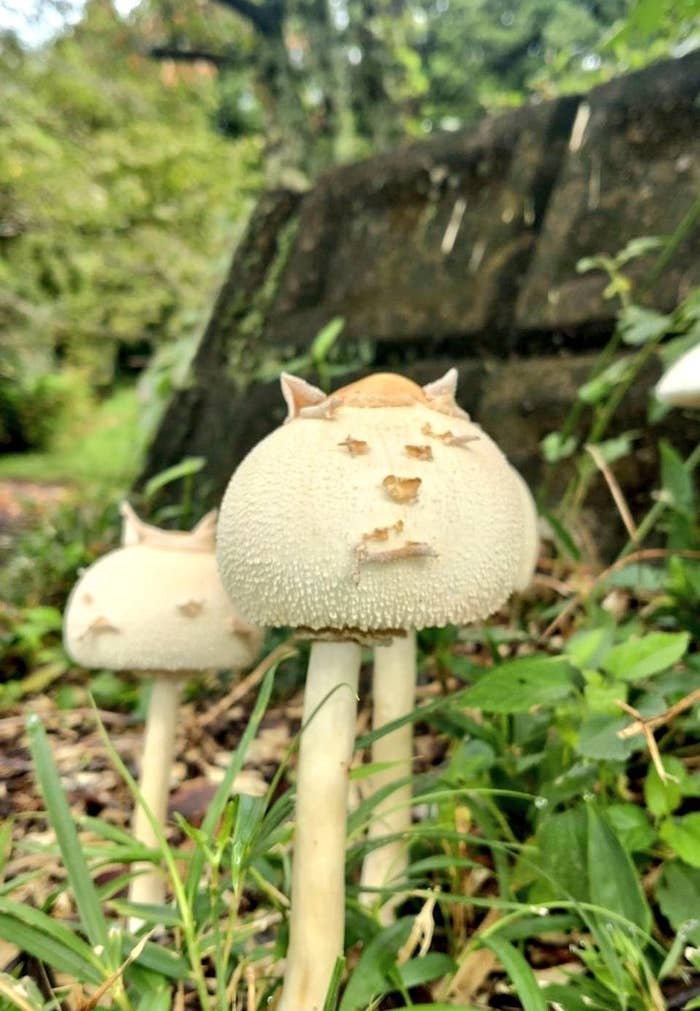 「完全にネコ」なキノコ