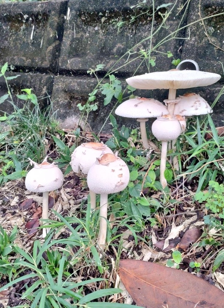 「完全にネコ」なキノコ