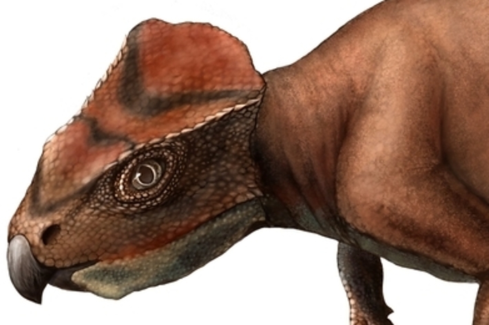 白い背景に描かれた恐竜、上部に細い毛状の構造が見える。右下に「Kanon Tanaka_田中花音」と書かれている。