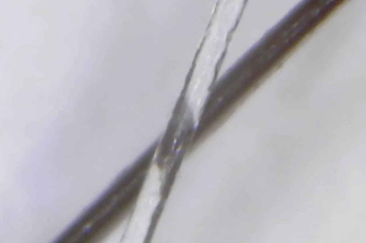Close-up microscope image of two intertwined strands of hair