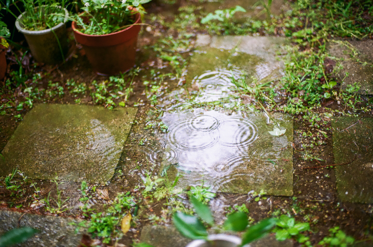 Raindrops create ripples in a small puddle on a stone pathway surrounded by potted plants and greenery