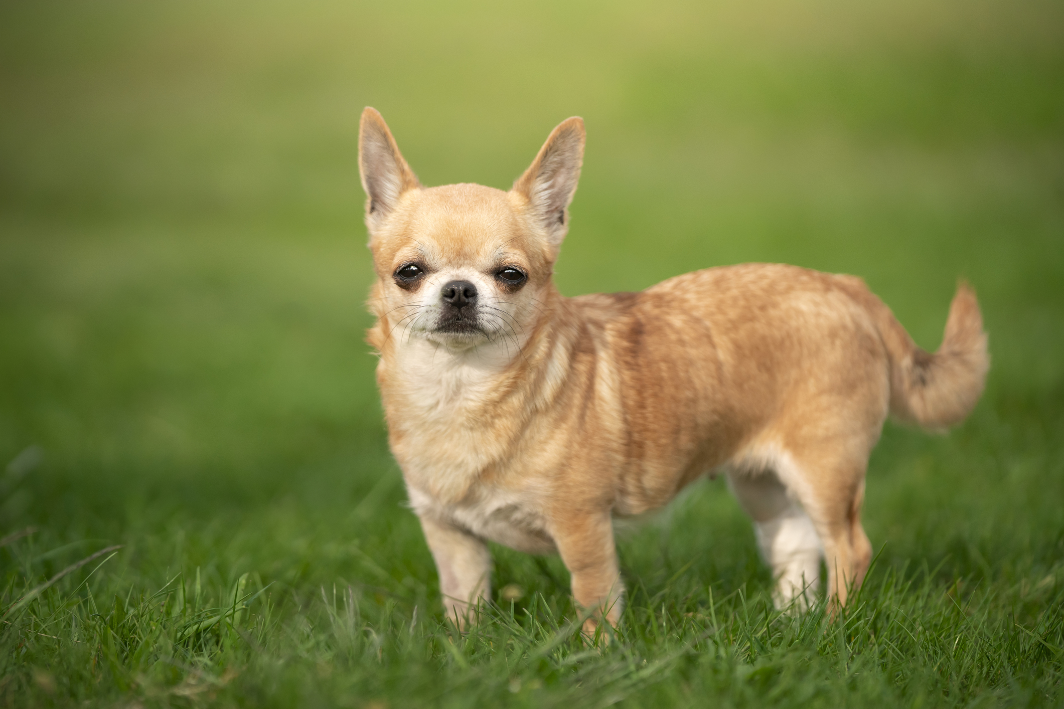 Cute Chihuahua standing on grass, looking towards the camera