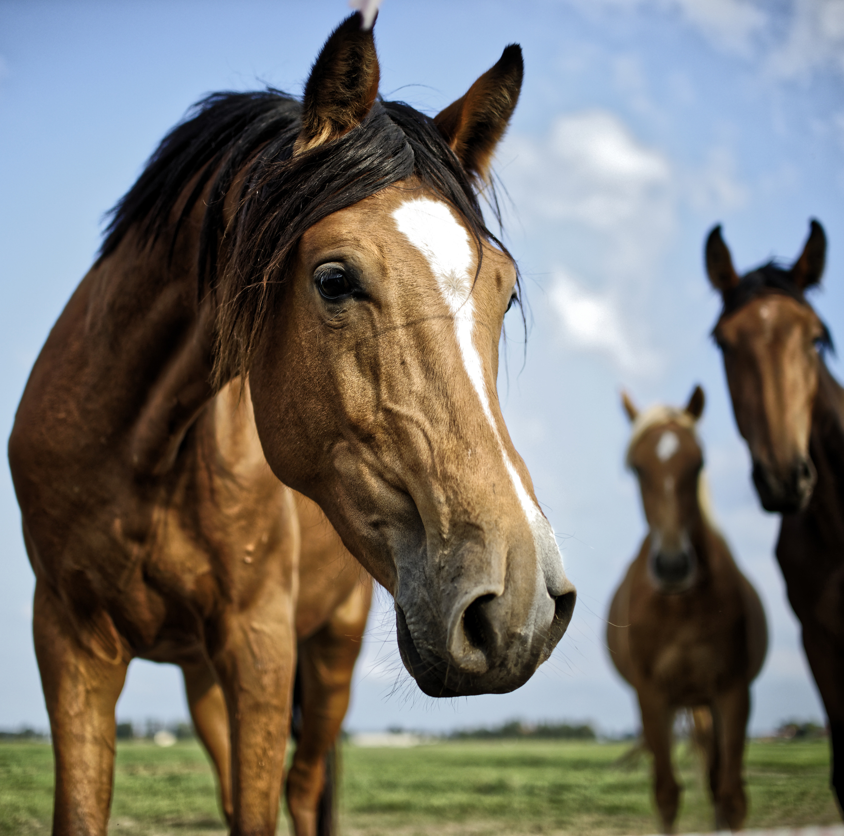 Close-up of a horse with two other horses in the background in a field