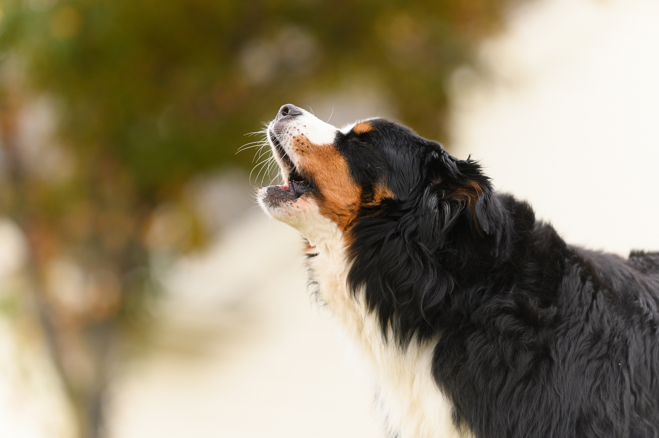 A dog is captured mid-bark, looking upwards with its mouth open. This image is used in a Nifty article