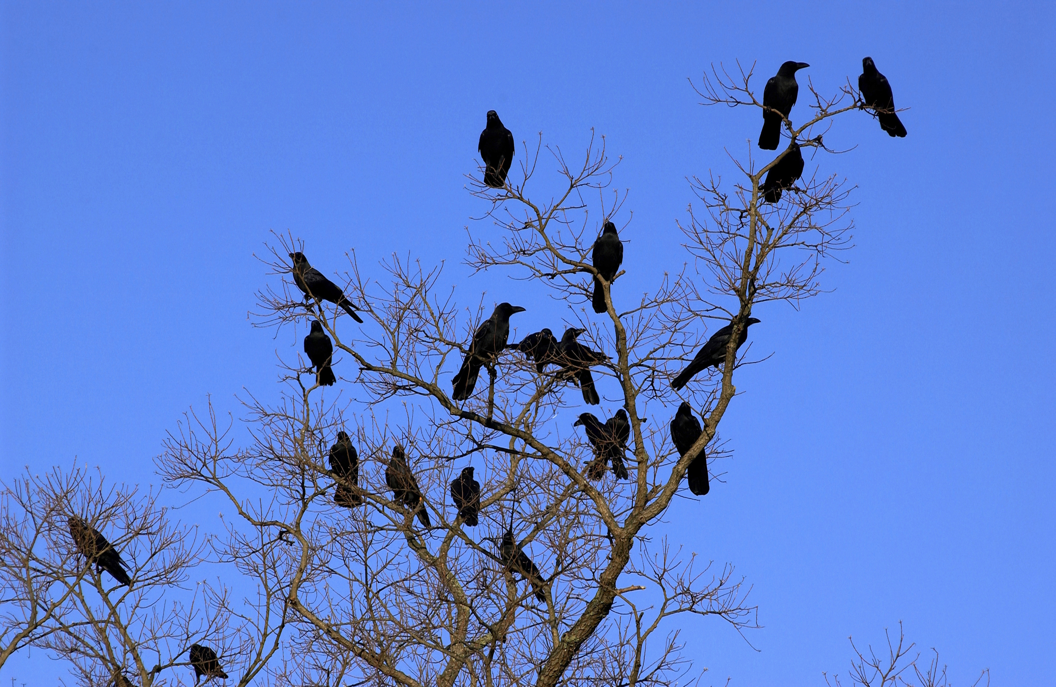 A flock of crows is perched on the branches of a leafless tree, set against a clear sky