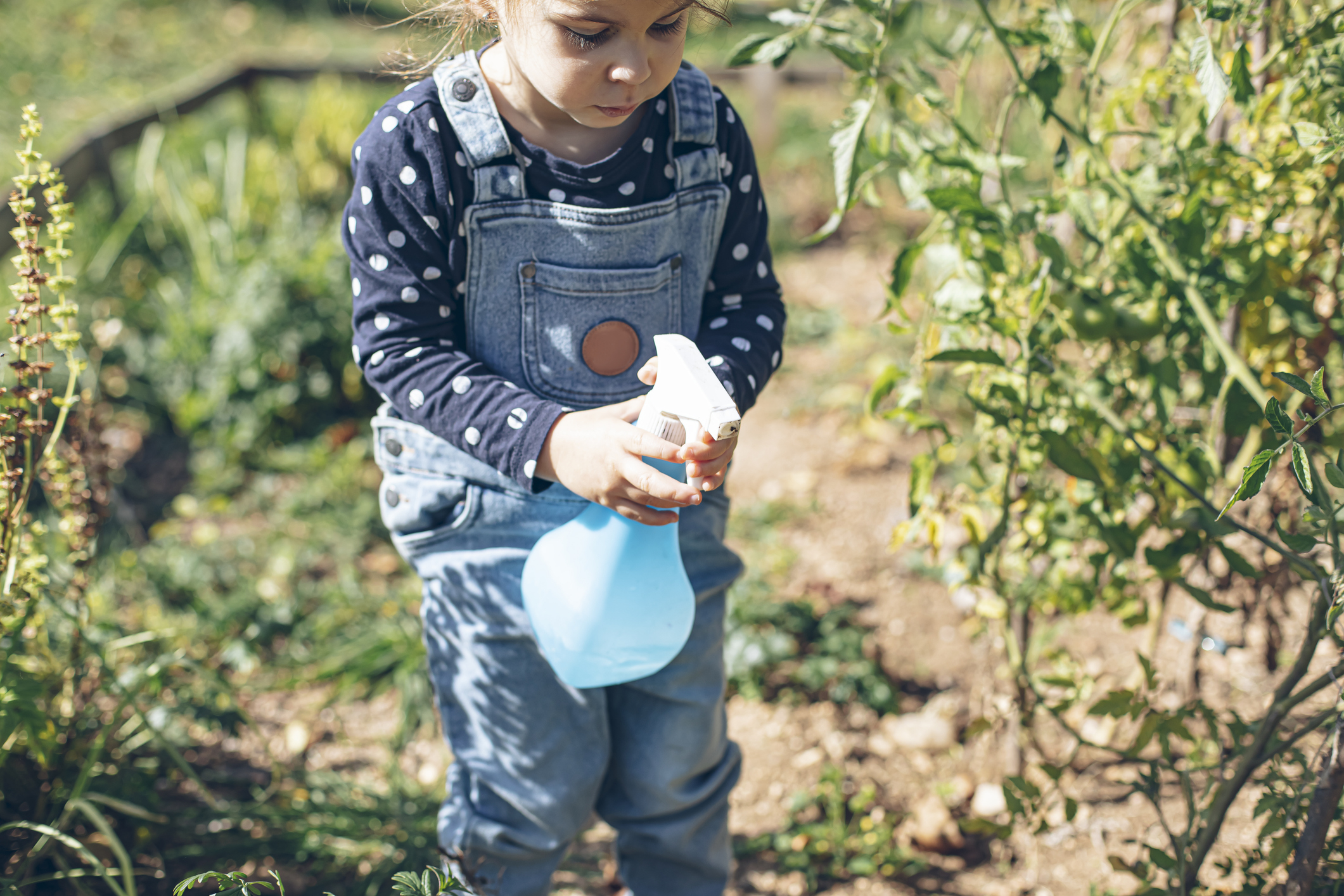 A young child wearing overalls and a polka-dot shirt uses a spray bottle to water plants in a garden