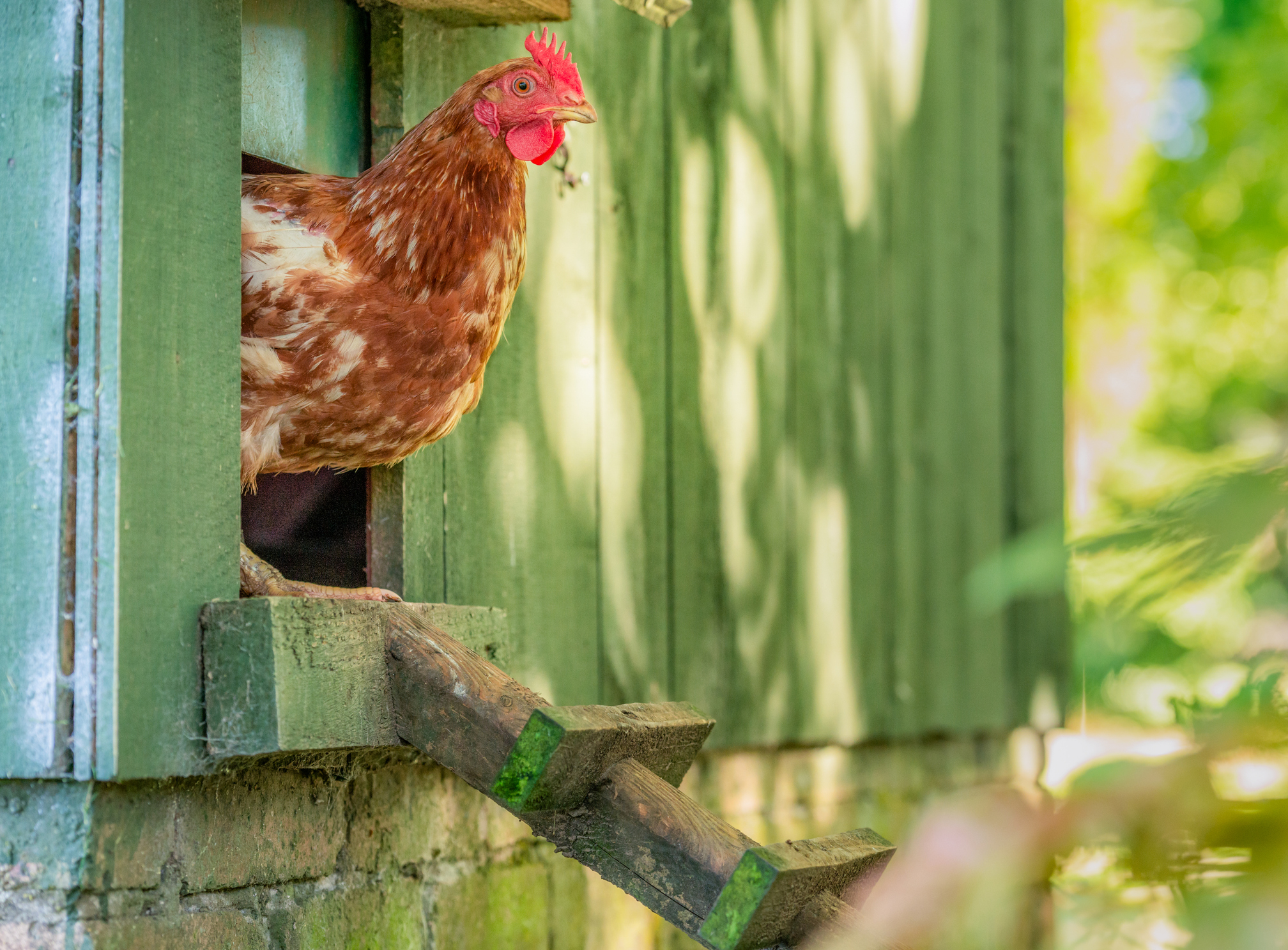 A chicken stands in the doorway of a green wooden coop, looking outside