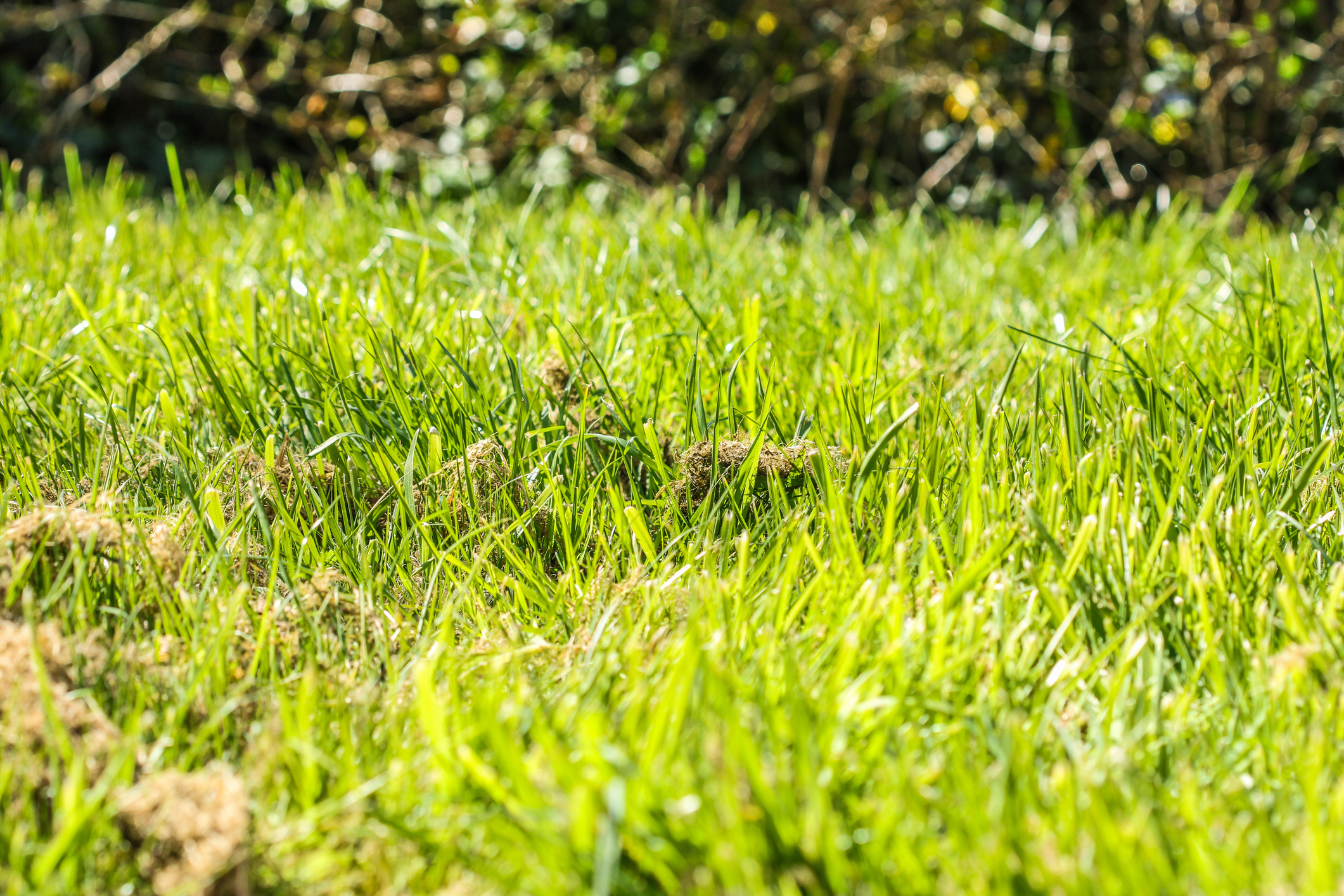 A close-up shot of green grass in a field during daylight