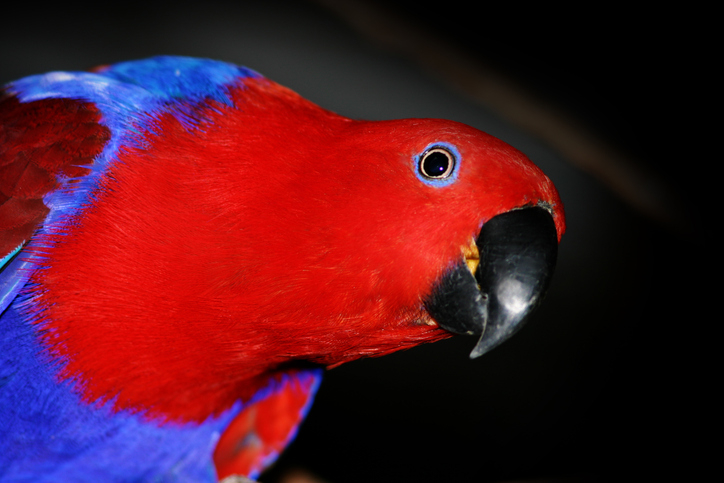 A close-up image of an eclectus parrot with a red head and blue feathers, featured in an Internet Finds article