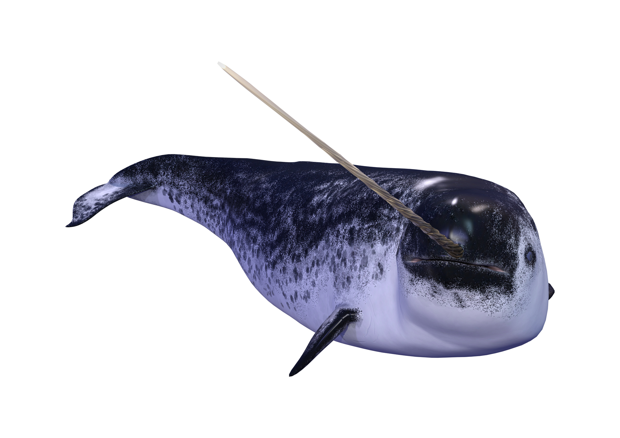 Narwhal with its long, distinctive tusk is depicted in this image