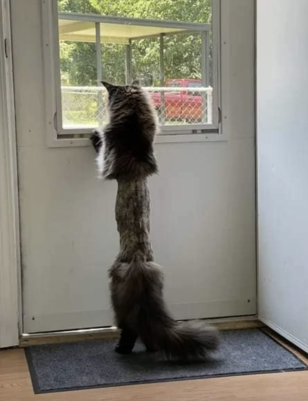 A long-haired cat stands on its hind legs, stretching to look out of a window