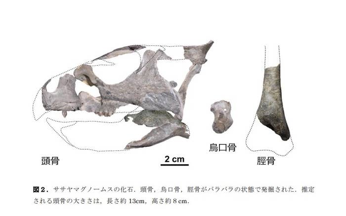 兵庫県立大学「新属新種の角竜類」プレスリリースより