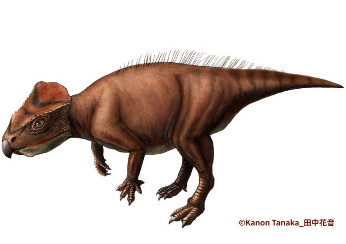 兵庫県立大学「新属新種の角竜類」プレスリリースより