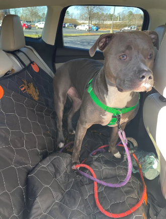 A grey pit bull with a green harness stands in the backseat of a car. The backseat is covered with a quilted protective mat