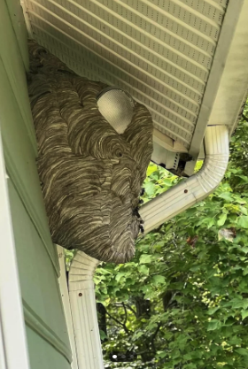 Large wasp nest built under eaves next to a house wall and drainpipe. Trees with green leaves are visible in the background