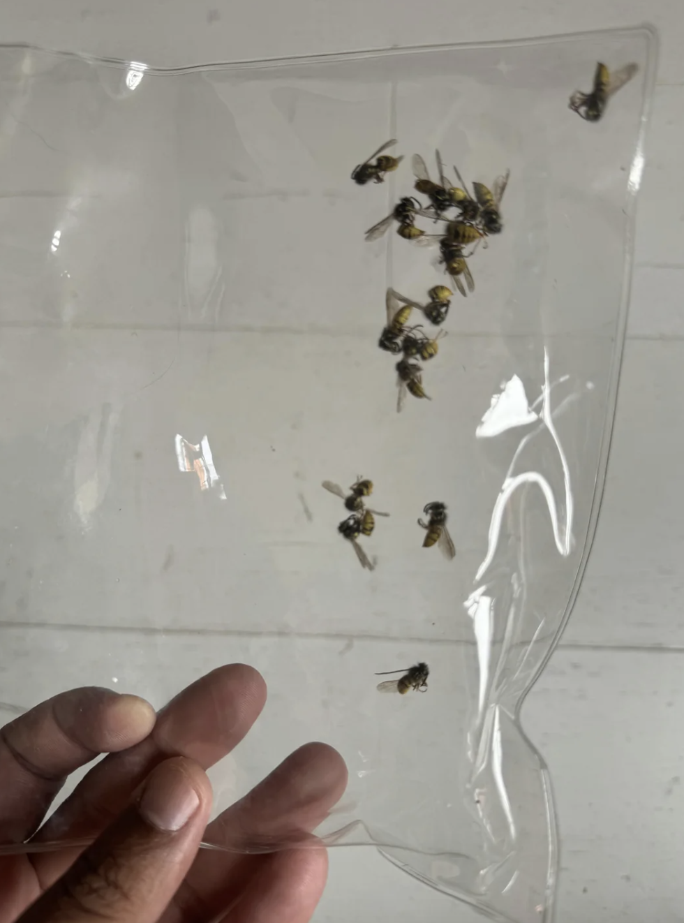 A person holds a transparent plastic sheet with several small deceased bees inside
