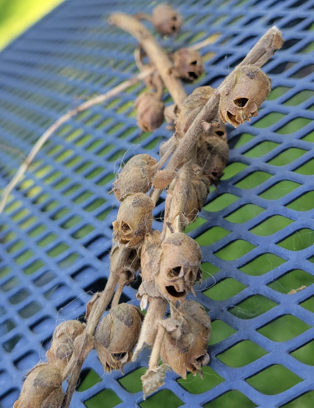 Close-up of dried seed pods resembling small skulls on a blue metal mesh surface