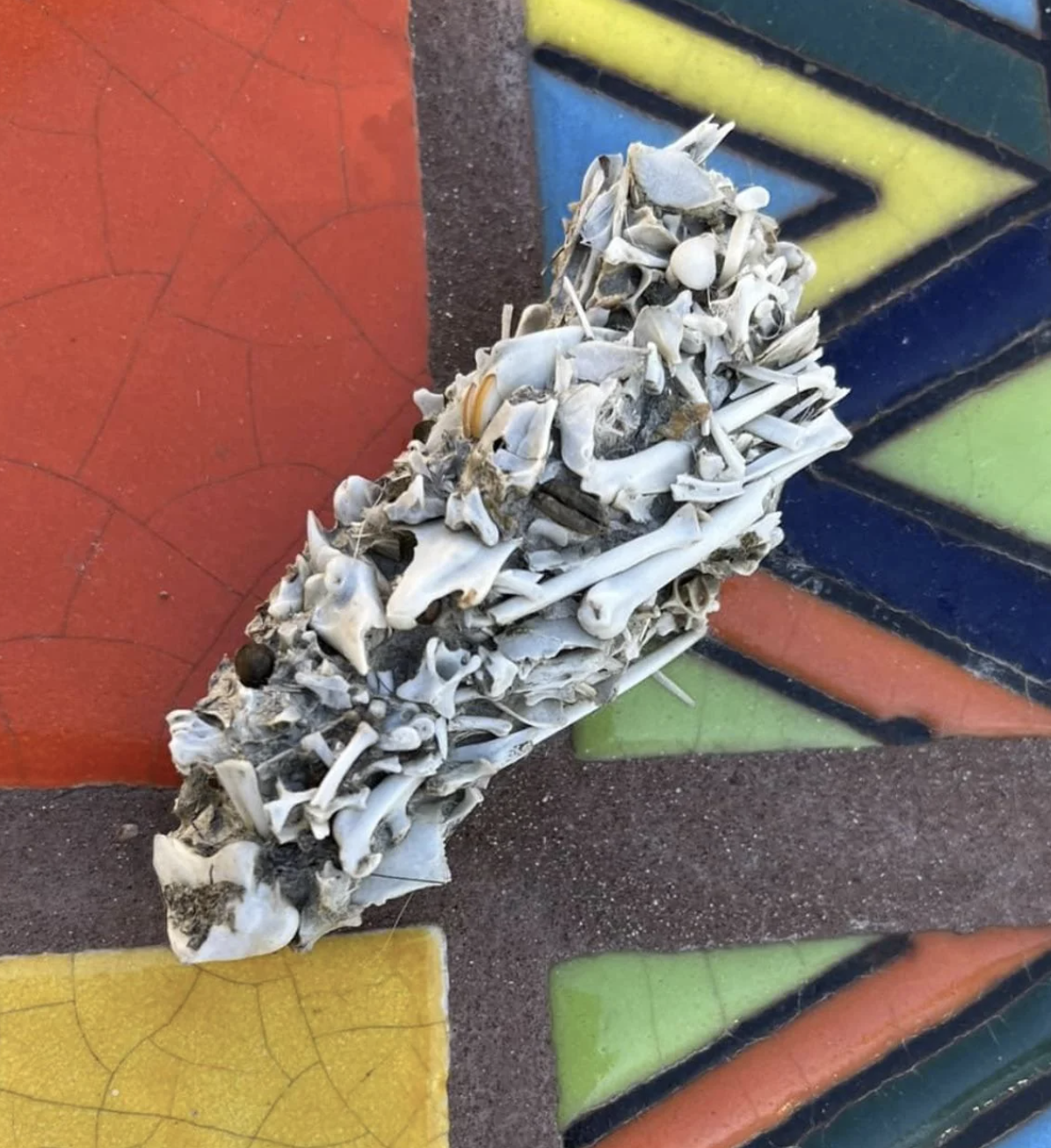 A close-up of a white, bone-like structure resting on a colorful mosaic background with geometric patterns