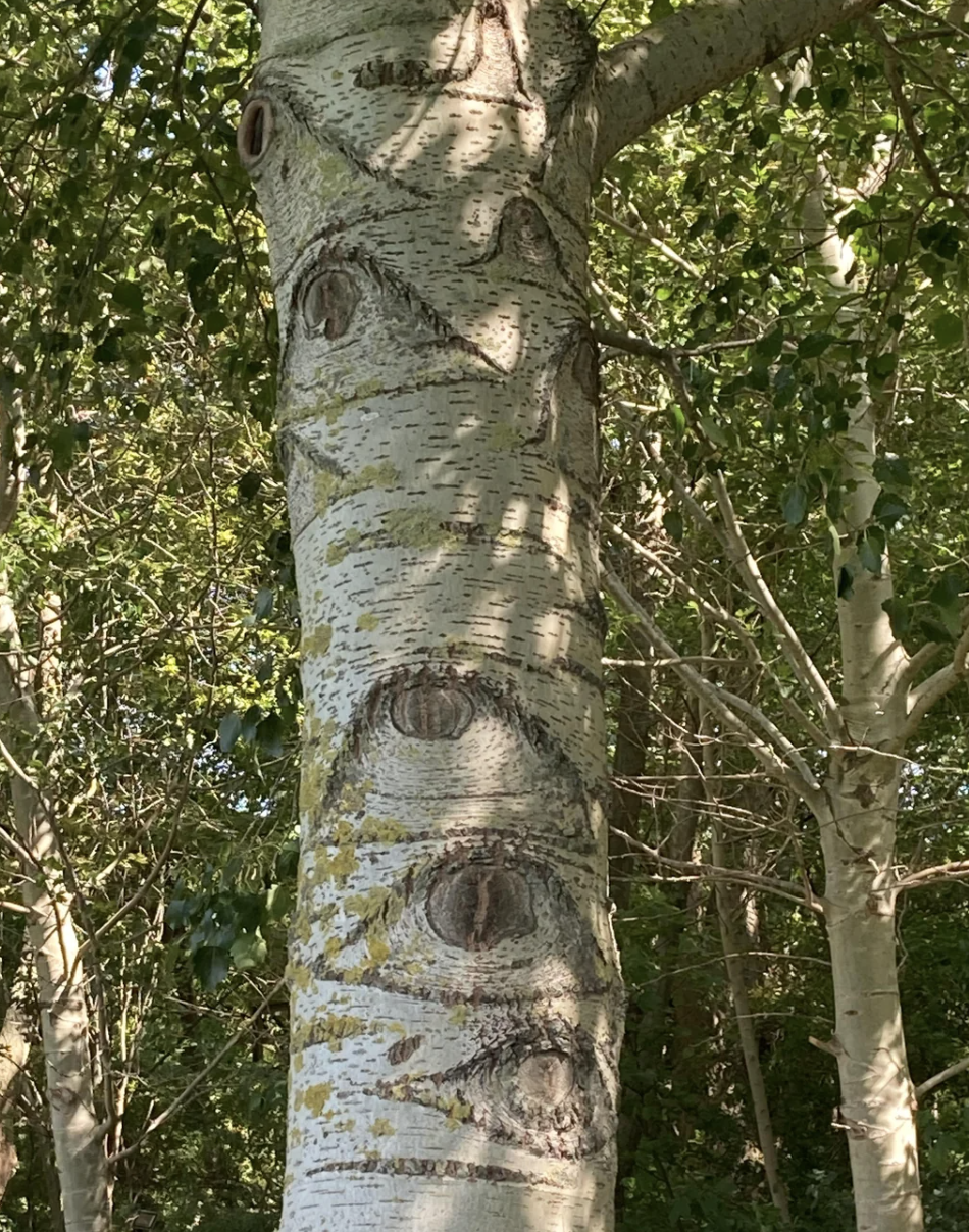 Tree trunk with natural markings resembling eyes, surrounded by dense foliage