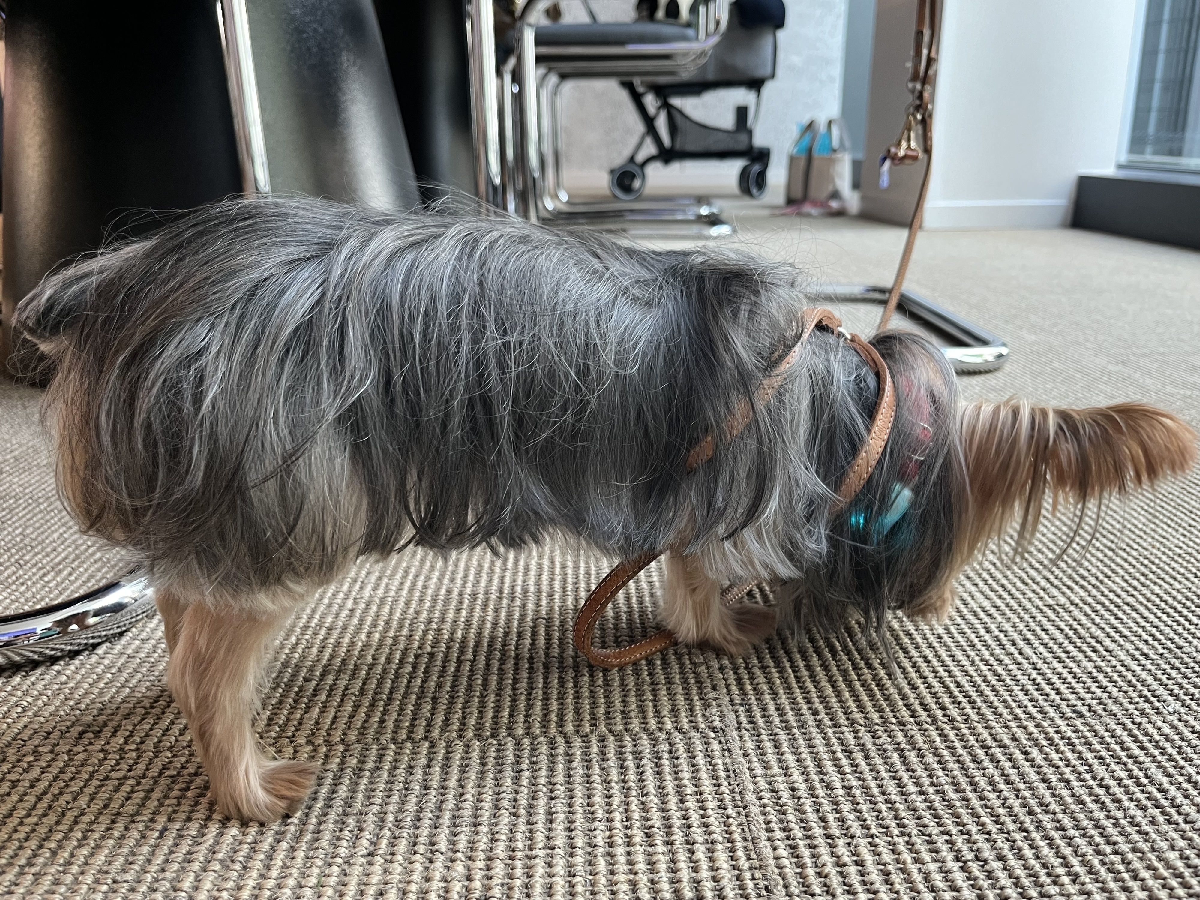 牛皮ガムを噛むことに「集中」しているソアラくん